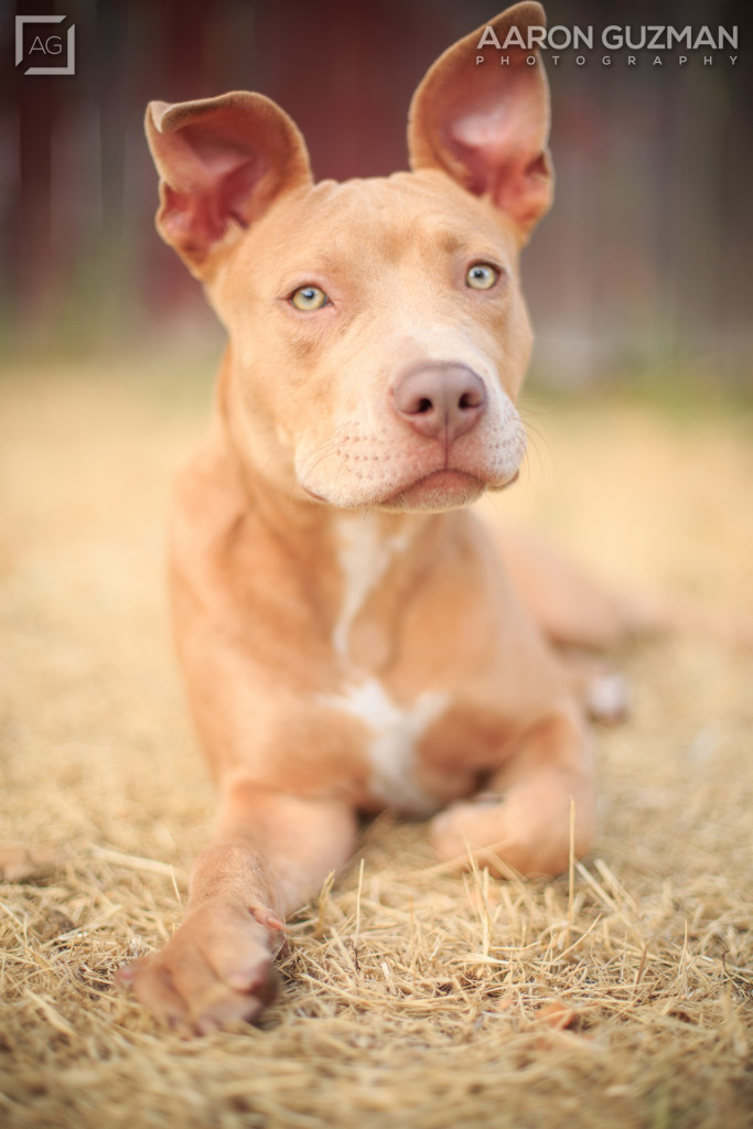 Pitbull Puppy Sacramento - 004