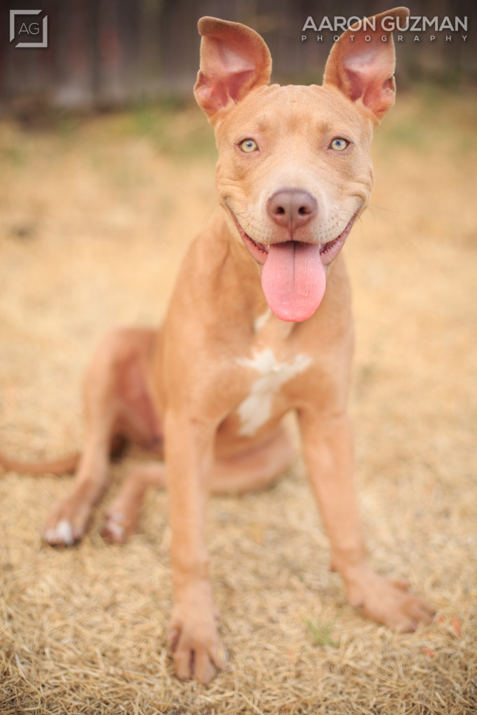 Pitbull Puppy Sacramento - 005